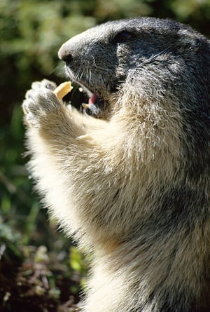 bigstock-Marmot-Standing-And-Eating-A-P-59143352