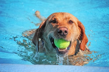 bigstock-a-cute-dog-swimming-in-a-publi-185189227