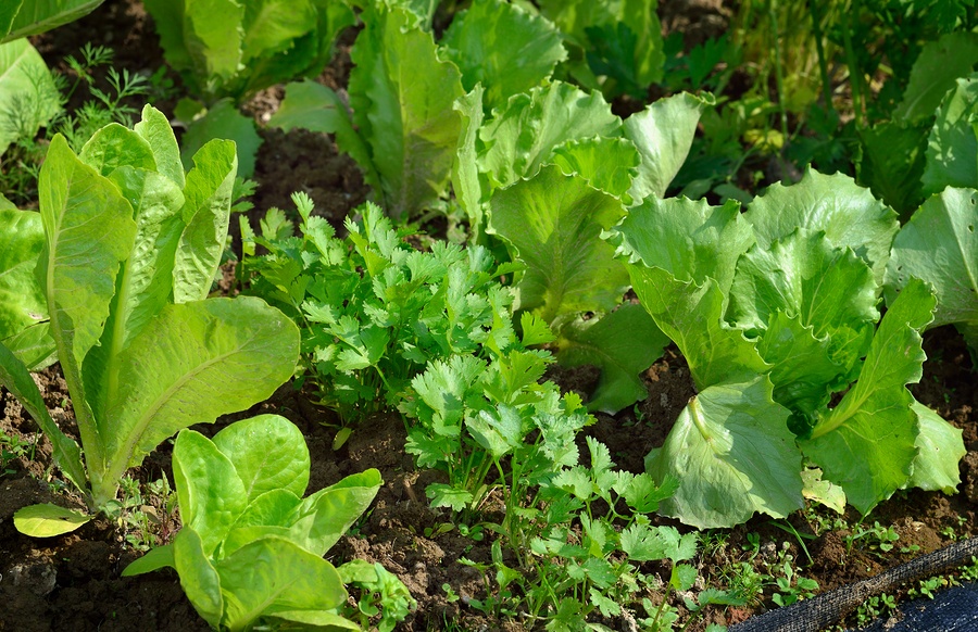 bigstock-Lettuce-And-Coriander-In-Veget-80271392