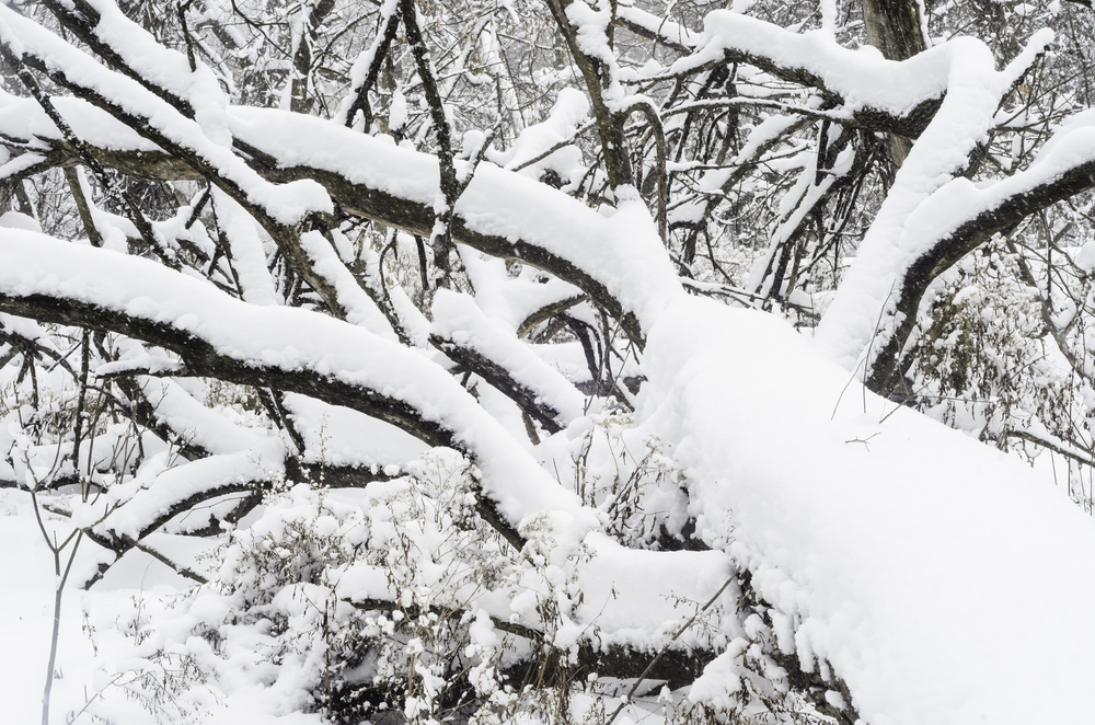Snow covers fallen tree in woods during a winter storm