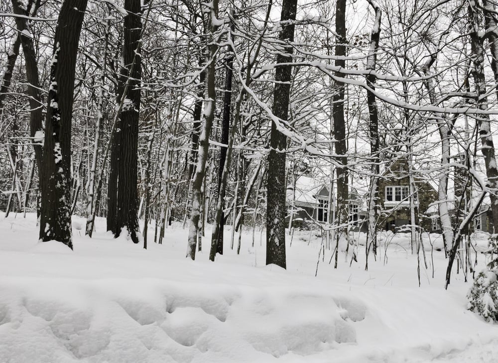 Winter at a glance: Snowy woods near suburban houses, northern Illinois